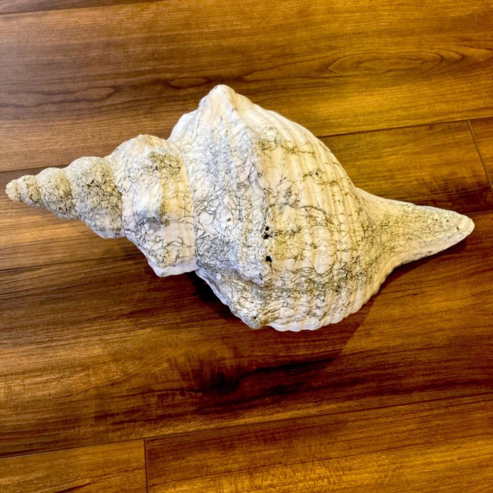 Large conch shell. Stunning! Great for decor.